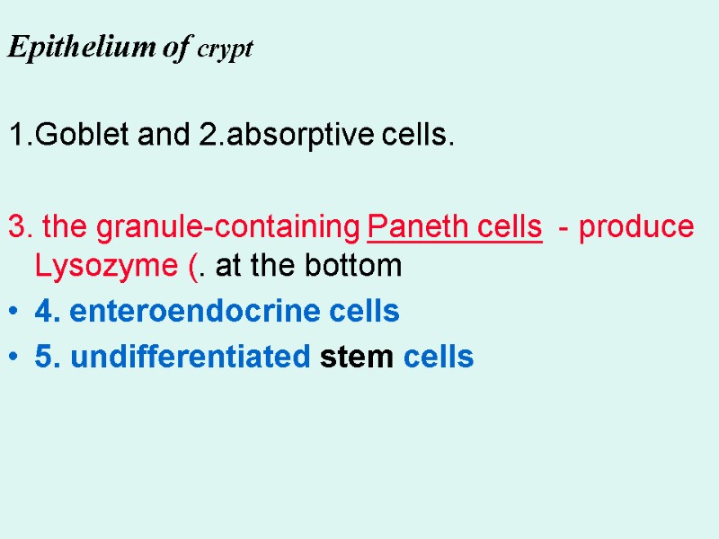 1.Goblet and 2.absorptive cells.   3. the granule-containing Paneth cells  - produce